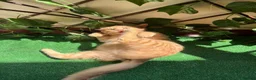 Egyptian Mau cats for adoption: Tumtum - Advert 3