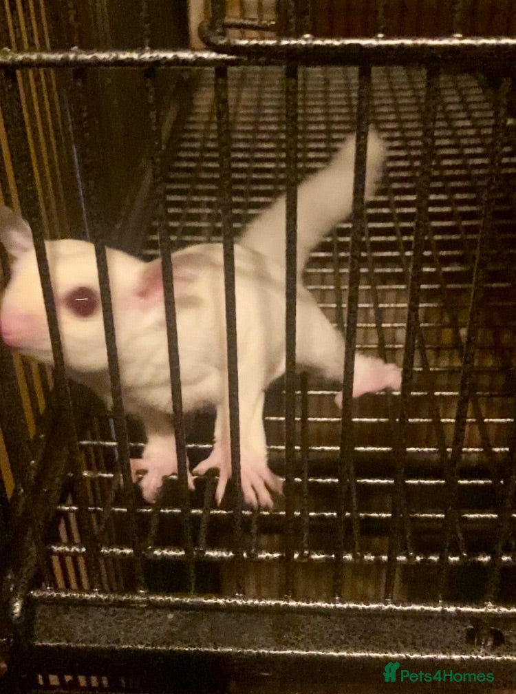 Sugar Glider rodents  leucistic boy with rare ruby red eyes ready now  - Advert 1