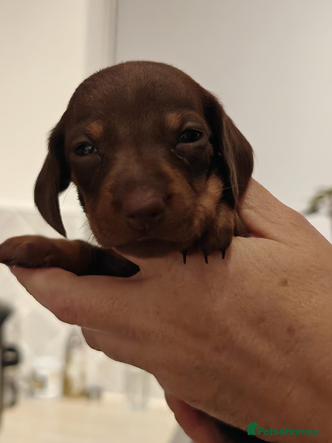 Miniature Dachshund dogs for sale: 4 miniature dachshund looking for forever homes  - Image 6