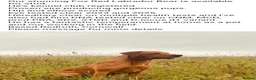 Borador dogs for sale: Borador puppies for sale - Advert 2