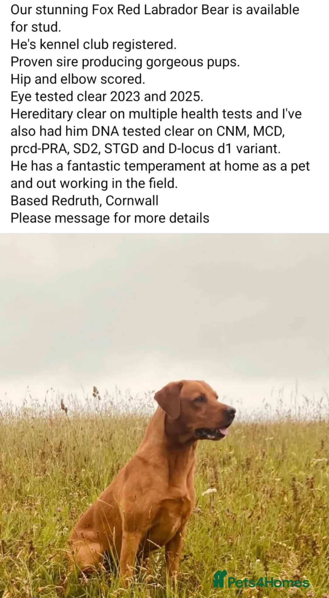 Borador dogs for sale: Borador puppies for sale - Advert 2