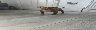 American Bully Puppy 4