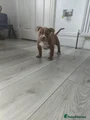 American Bully Puppy 4