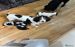 Cocker Spaniel dogs for sale: Beautiful Working Cocker Spaniel puppies - Advert 1