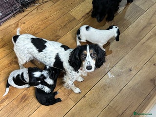 Cocker Spaniel dogs Beautiful Working Cocker Spaniel puppies - Advert 9