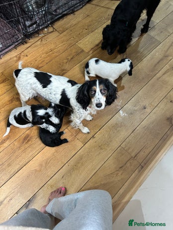 Cocker Spaniel dogs Beautiful Working Cocker Spaniel puppies - Advert 1