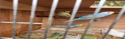 Budgerigars birds for sale: Beautiful Baby Budgies for sale. - Advert 7