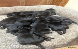 Cockerdor dogs for sale: Cockerdor puppies - Image 1