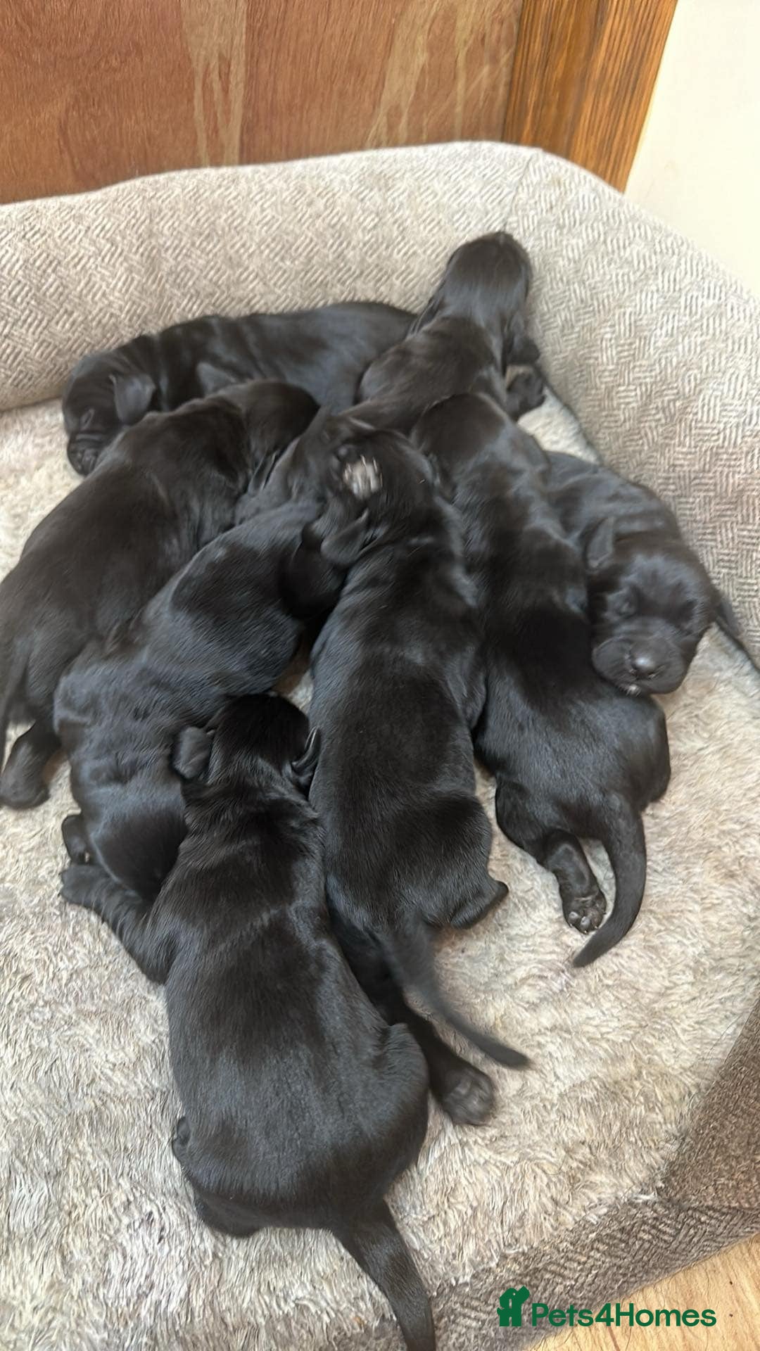 Cockerdor dogs for sale: Cockerdor puppies - Image 1