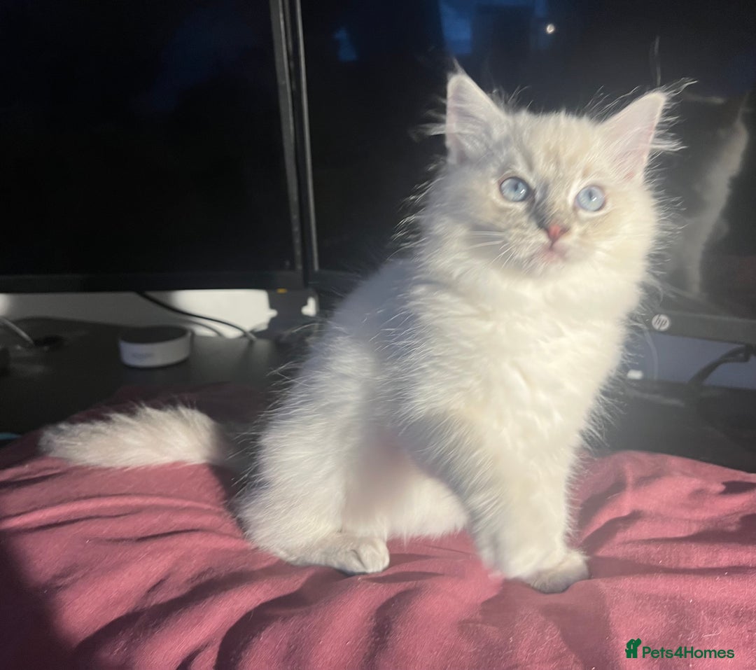 Ragdoll cats for sale: 5 Gorgeous TICA Ragdolls for Sale - Advert 4