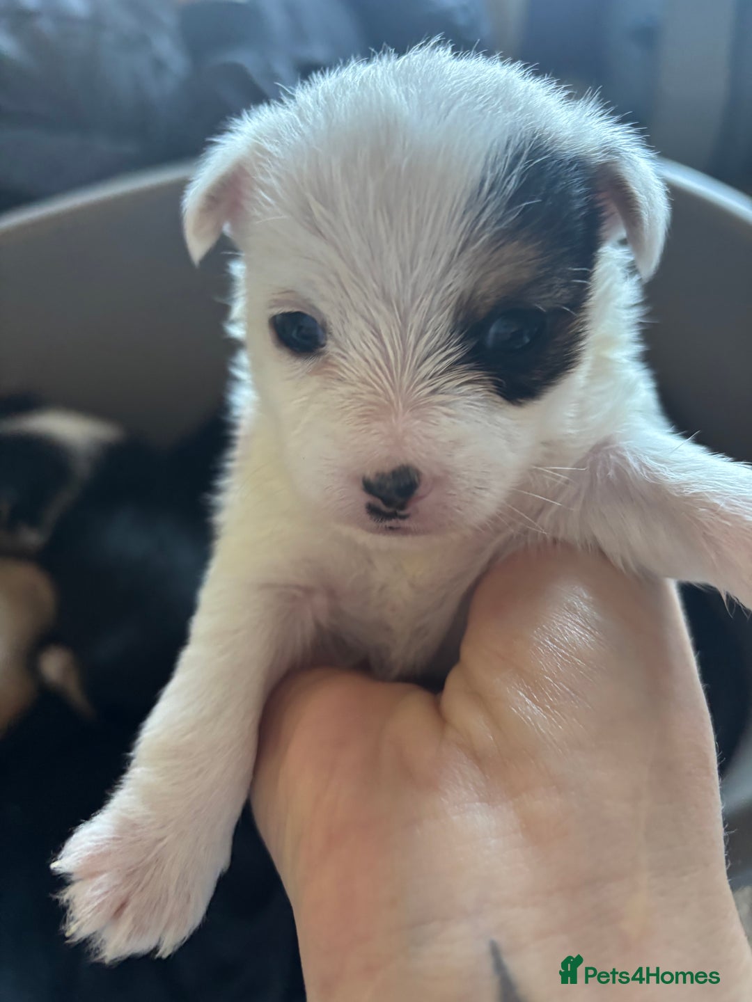 Jack Russell dogs for sale: Jack Russell puppies for sale - Image 12