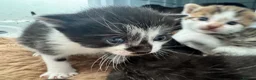 Mixed Breed cats for sale: Kittens mixed breed - Advert 5