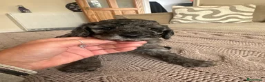 Puppy 1