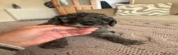 Mixed Breed dogs for sale: doxiepoo pups 2x female 4x male  - Advert 15
