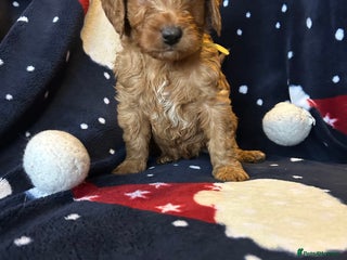 Labradoodle dogs 🐾F1b Healthy Labradoodle Puppies – Ready 18 Dec🐾 - Advert 6