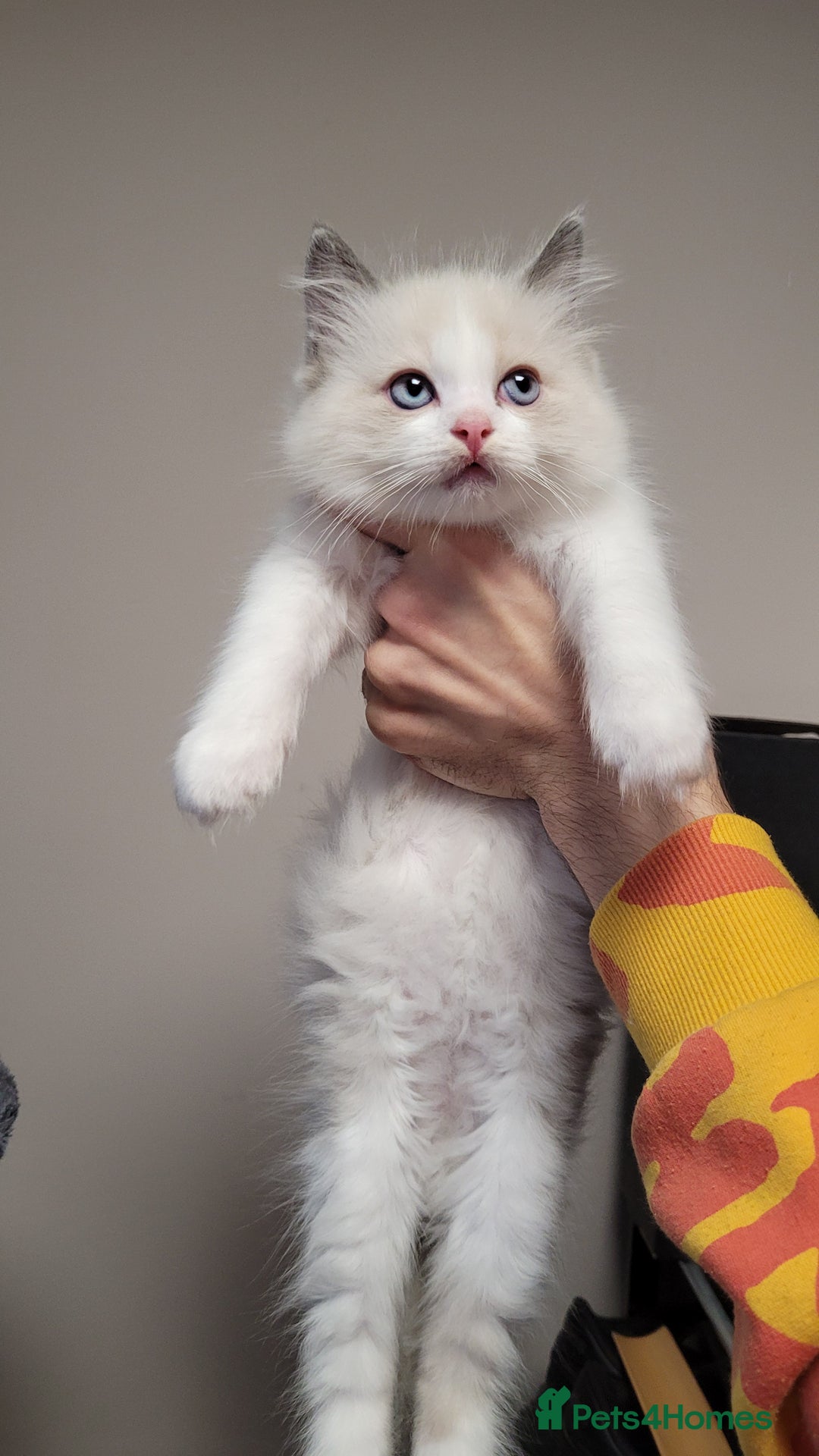 Ragdoll cats for sale: 🐾😺 3 Fluffy Ragdoll Kittens Waiting for You ♥♥♥ - Image 7