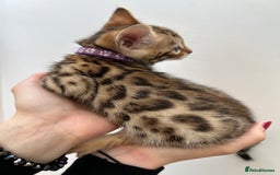 Bengal cats for sale: GORGEOUS PURE BENGAL KITTENS READY TO GO ❤️ - Image 29