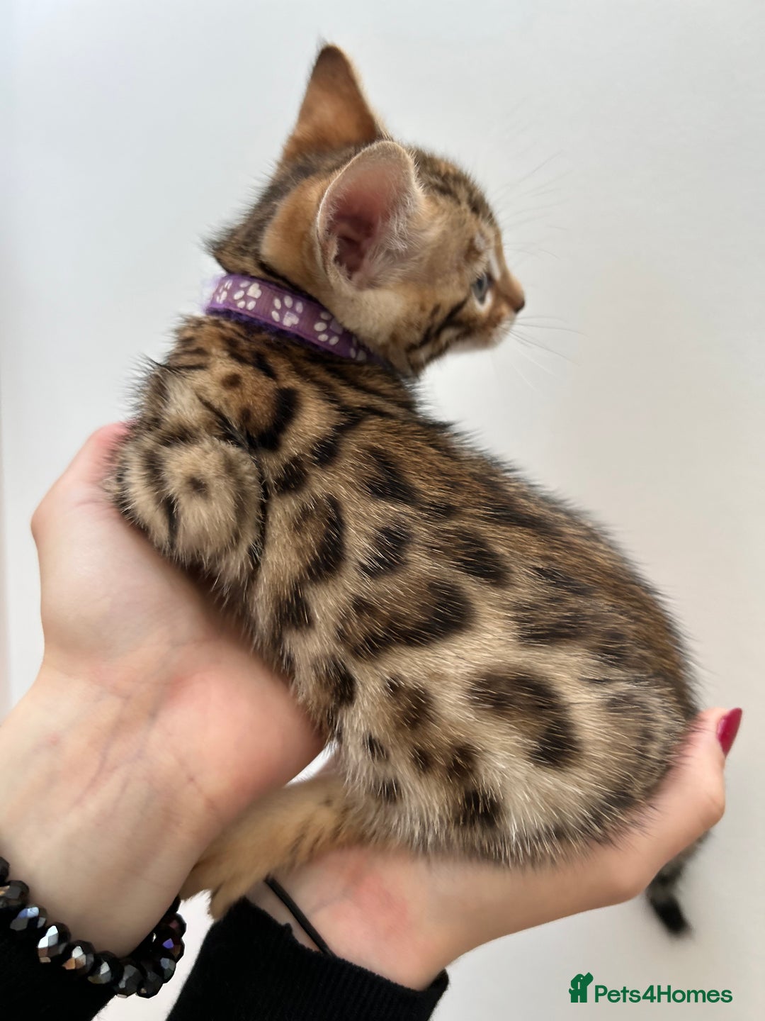 Bengal cats for sale: GORGEOUS PURE BENGAL KITTENS READY TO GO ❤️ - Image 29