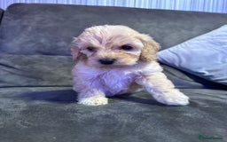 Cockapoo dogs for sale: Apricot Cockapoo Puppies  - Image 8