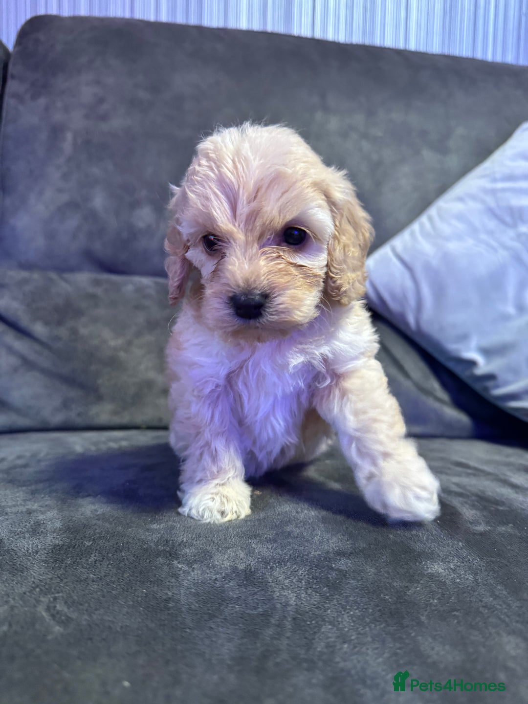 Cockapoo dogs for sale: Apricot Cockapoo Puppies  - Image 8