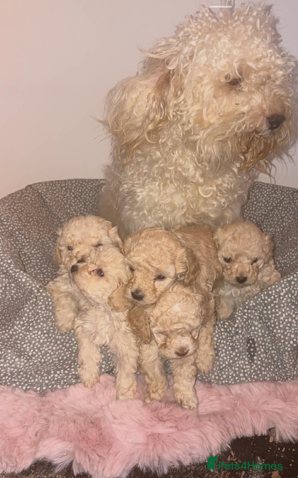 Mixed Breed dogs Minsture poodle puppies  - Advert 11