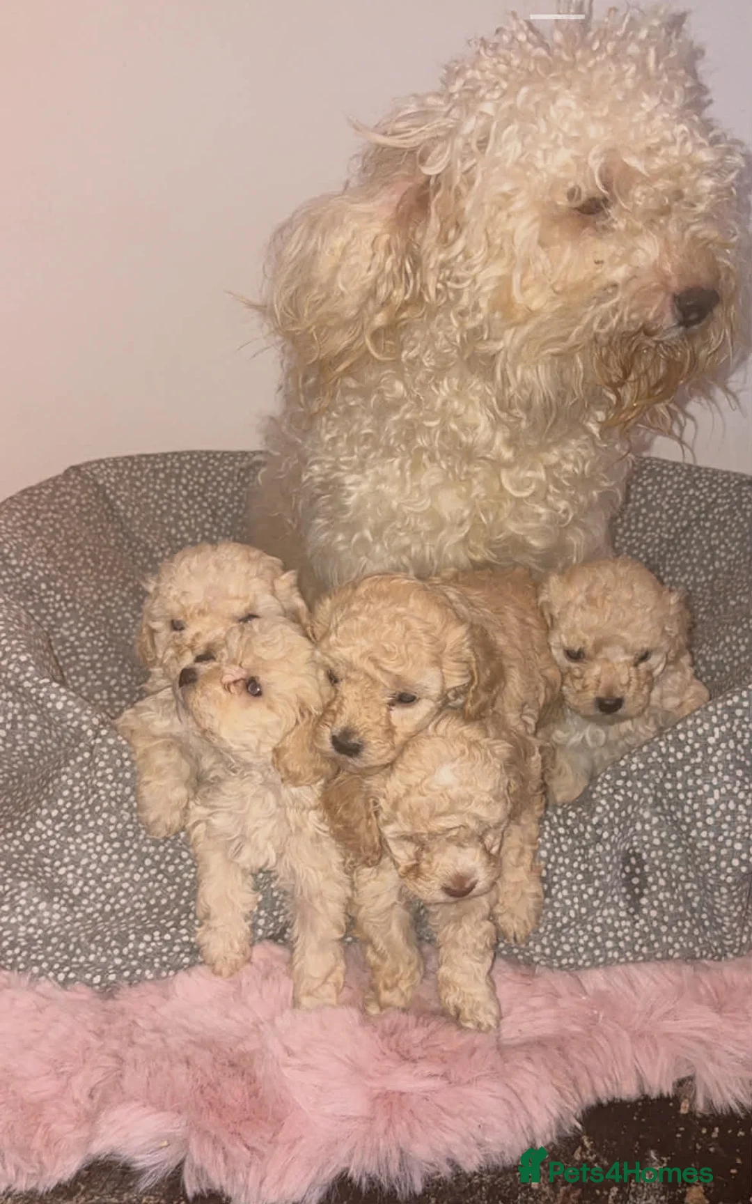Mixed Breed dogs for sale: Minsture poodle puppies  - Advert 1