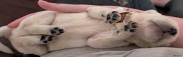 Golden Retriever dogs for sale: Fully Health tested Golden Retriever Pups - Advert 6