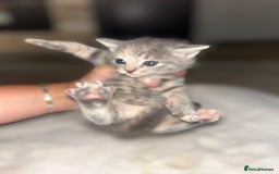 Mixed Breed cats for sale: Kittens mixed breed  - Image 3