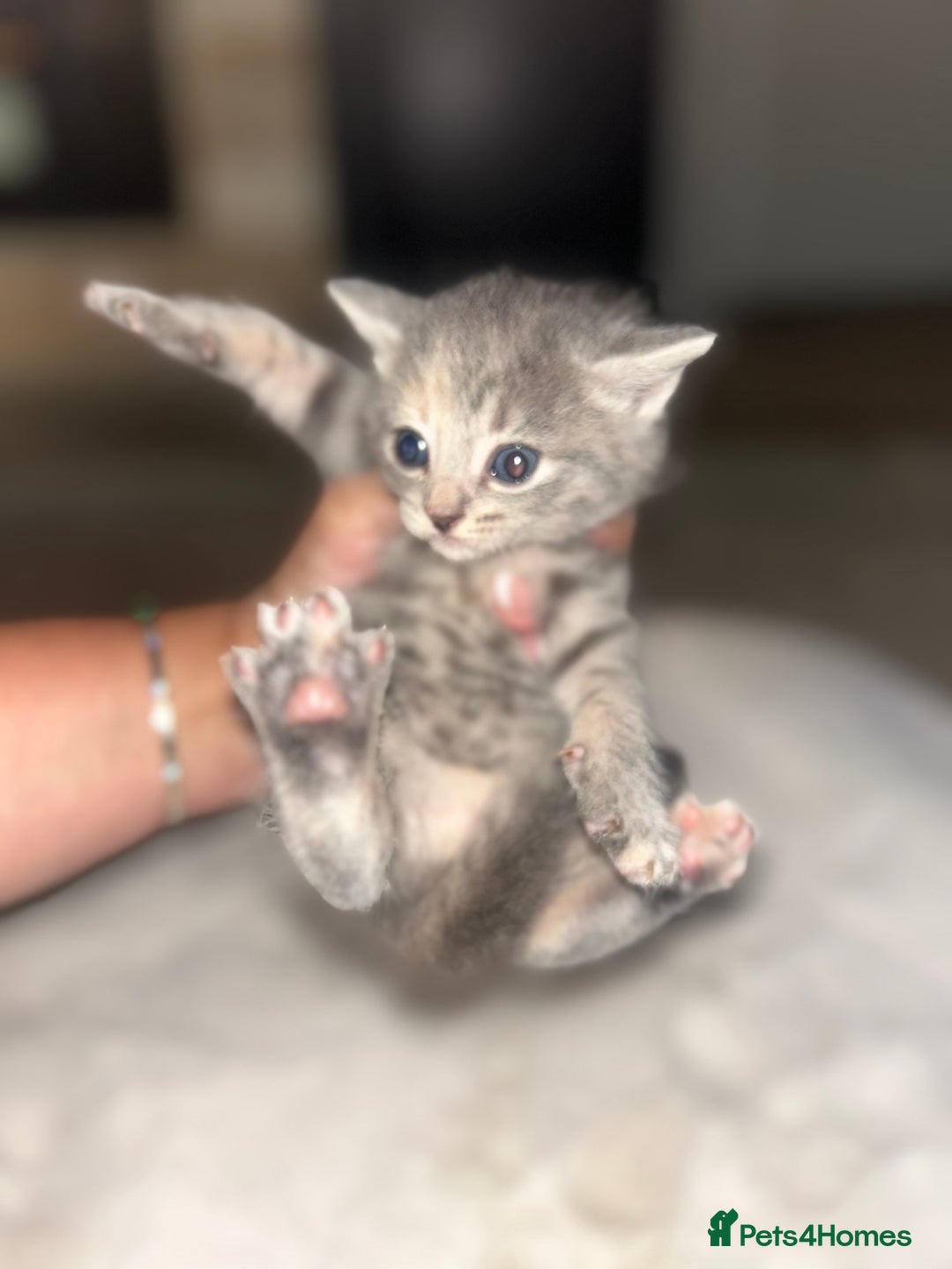 Mixed Breed cats for sale: Kittens mixed breed  - Image 3
