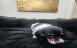 Dachshund dogs for sale: Stunning Dachshund Puppies  - Image 10