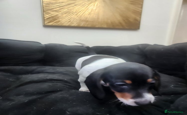 Dachshund dogs - Advert 1