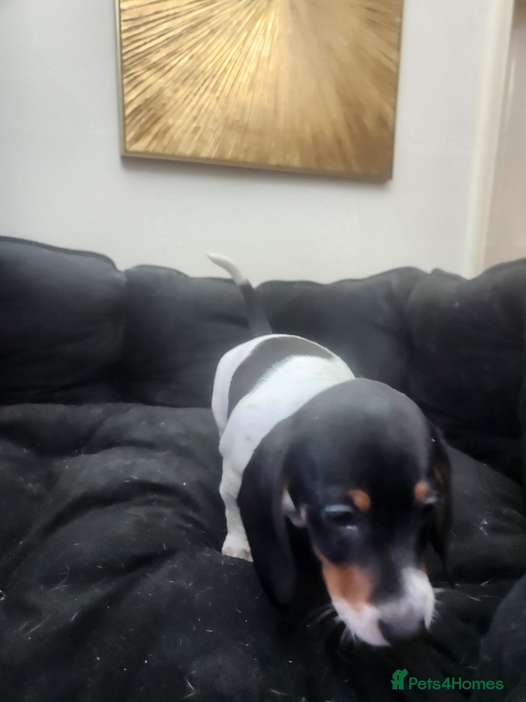 Dachshund dogs for sale: Stunning Dachshund Puppies  - Image 10