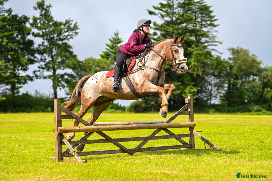 Appaloosa horses for sale: Perfect allrounder for sale - Image 10