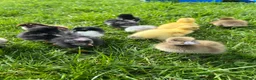 Ducks poultry for sale: *RESERVE* Pure Breed Ducklings! - Advert 6