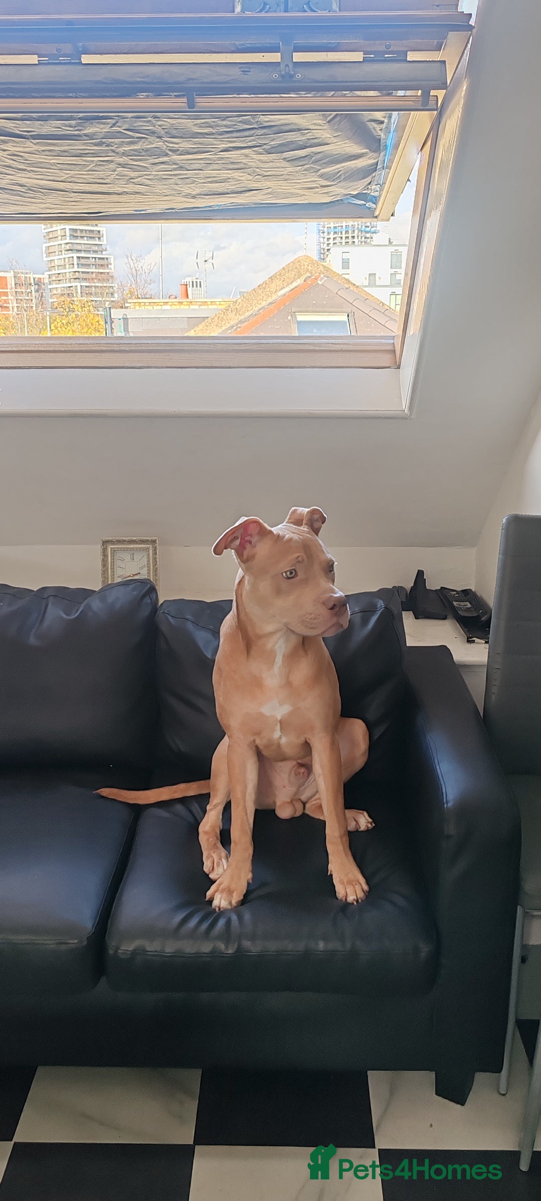 Mixed Breed dogs for sale: 10 month pup looking for forever loving home  - Advert 14