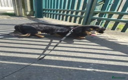 Dachshund dogs for sale: Gorgeous long haired daschund - Image 1