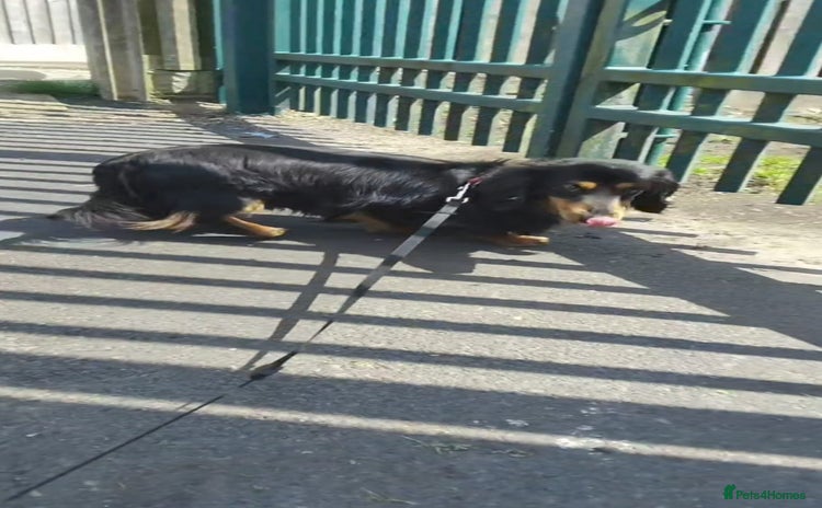 Dachshund dogs - Advert 1
