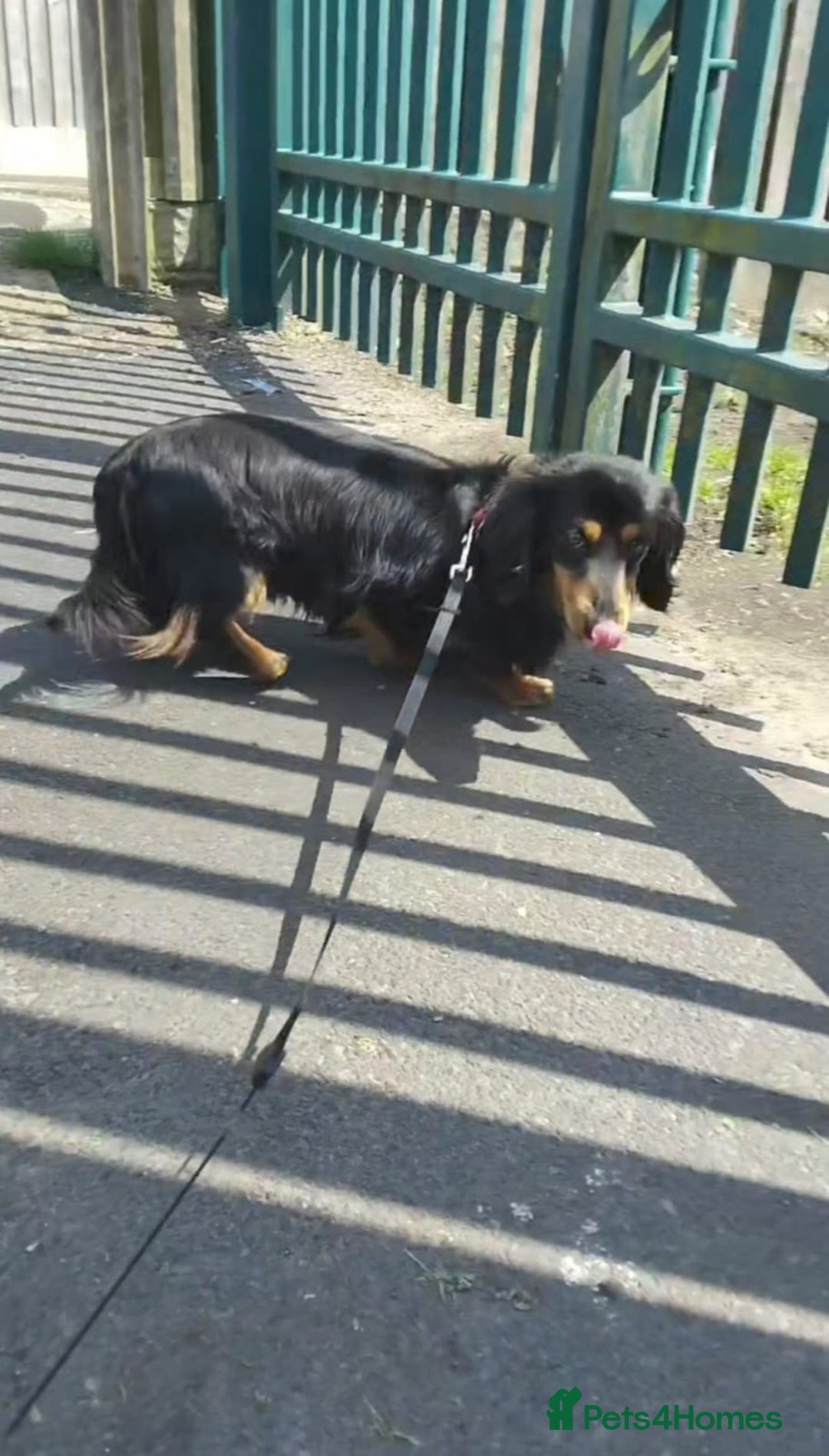 Dachshund dogs for sale: Gorgeous long haired daschund - Image 1