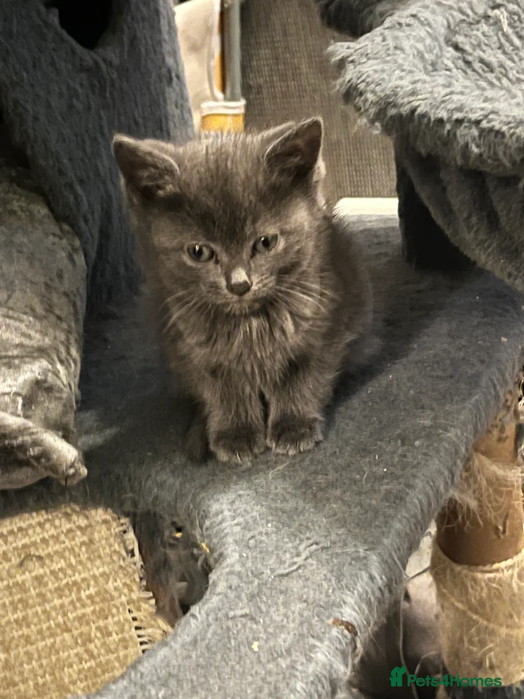 Domestic Shorthair cats for sale: Tabby kittens  - Advert 2