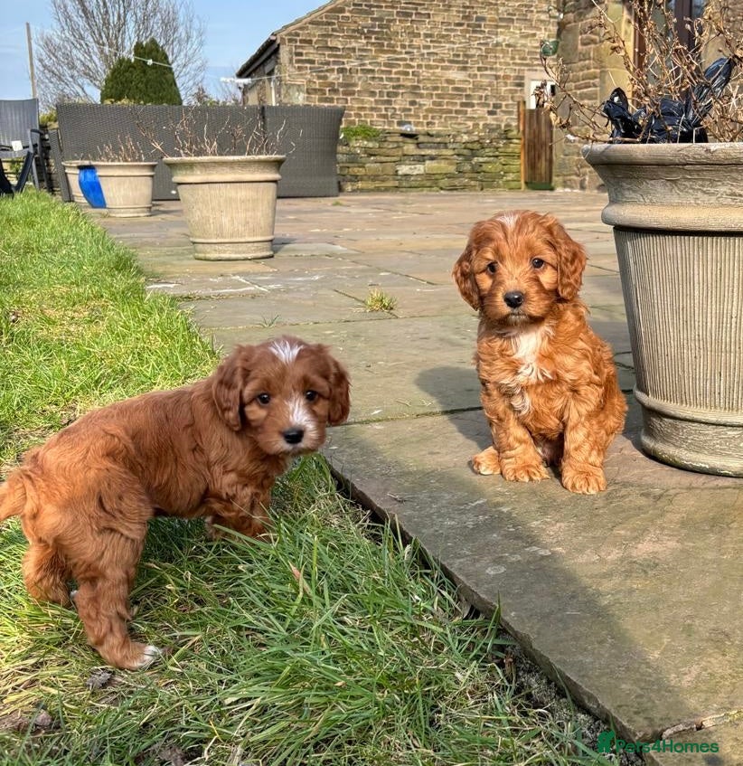Cockapoo dogs Beautiful F1 red cockapoos in Bolton - Advert 8