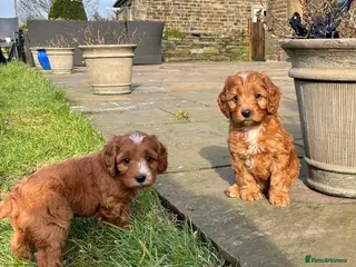 Cockapoo dogs Beautiful F1 red cockapoos in Bolton - Advert 4