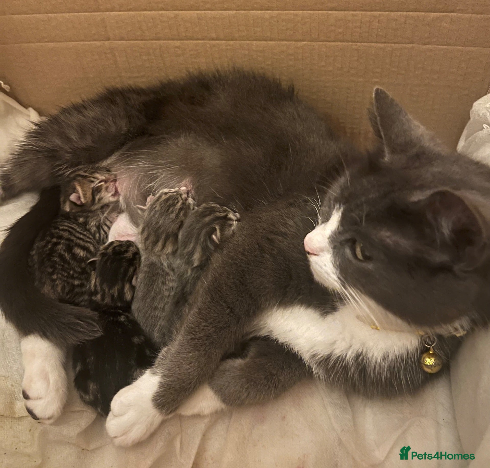 Mixed Breed cats Mixed breed kittens  - Advert 1