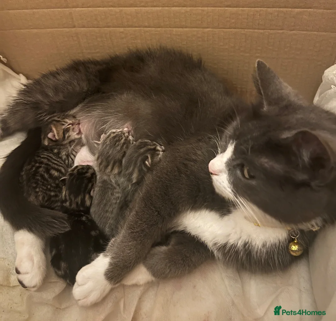 Mixed Breed cats for sale: Mixed breed kittens  - Advert 1