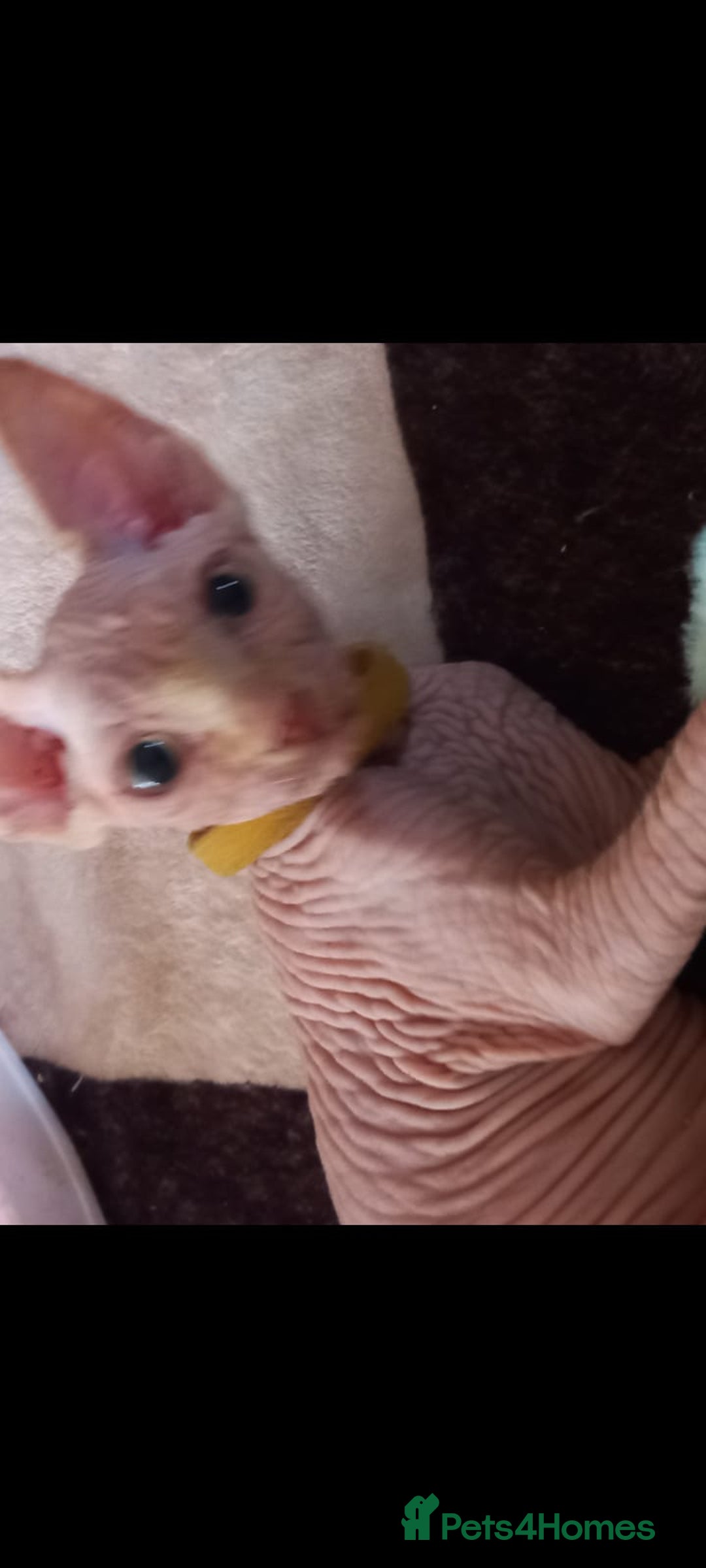 Sphynx cats for sale: 5 Adorable Sphynx Kittens for sale! - Image 14