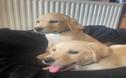 Labrador Retriever dogs for sale: Beautiful Andrex Labrador Puppy’s  - Image 1