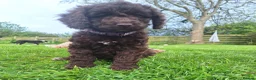 Cockapoo dogs for sale: READY for new homes F1b cockapoo puppies  - Advert 10