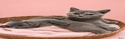 British Shorthair cats for sale: Beautiful kitten 💖 - Advert 8
