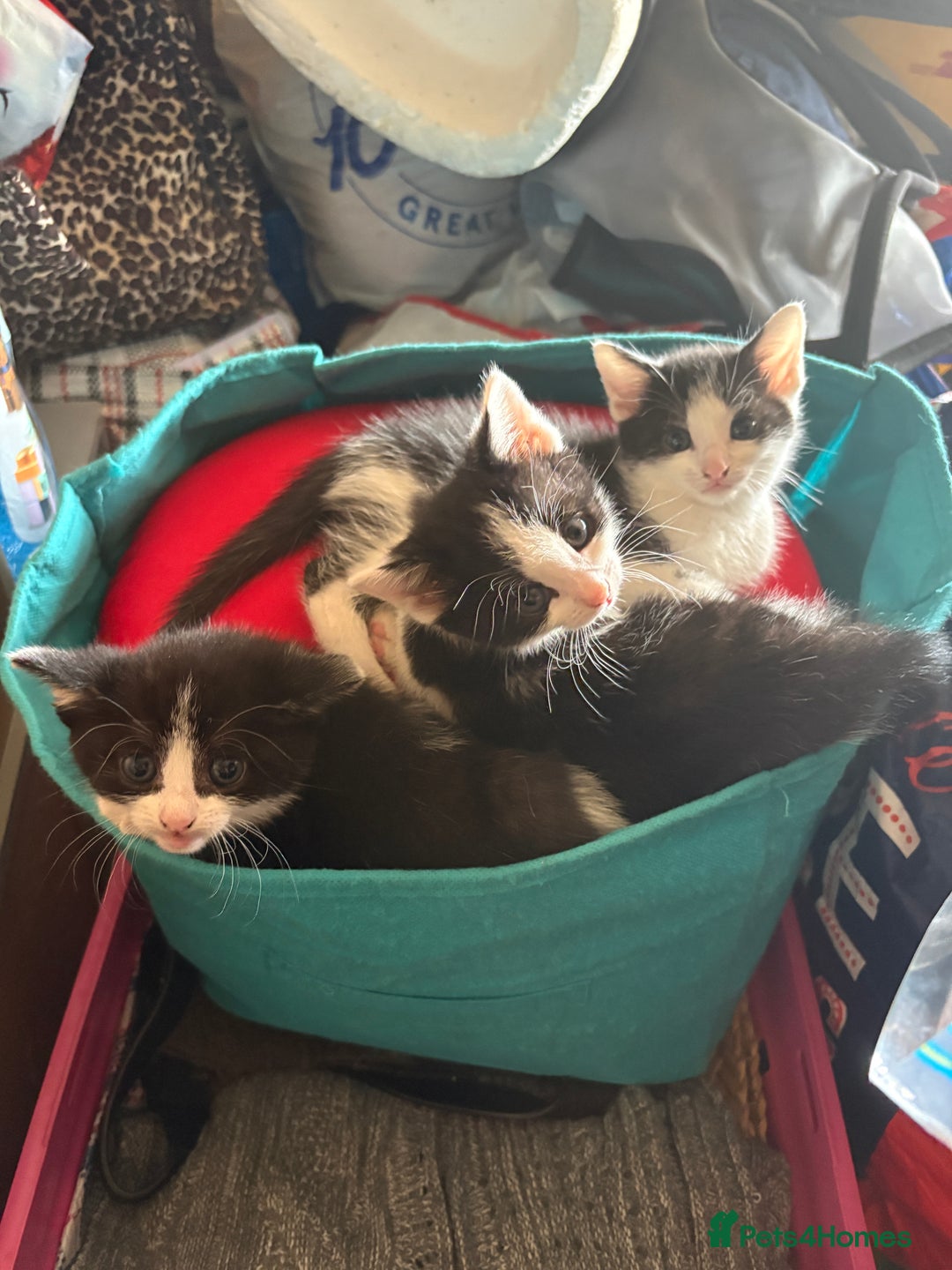 Mixed Breed cats for sale: Mixed breed kittens  - Image 3
