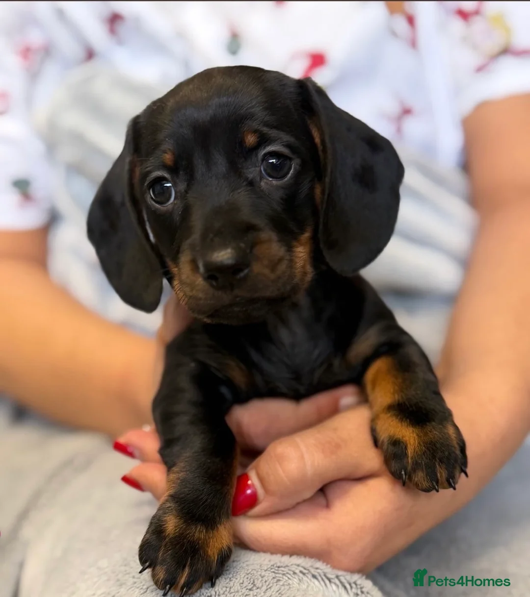 Dachshund dogs for sale: KC STUNNING BOY  - Advert 2