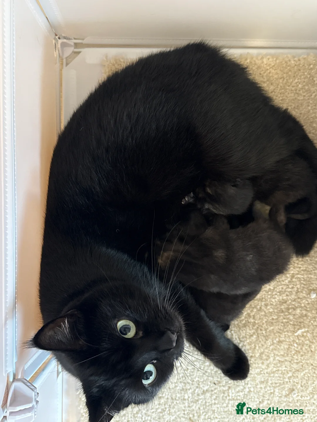 Domestic Shorthair cats for sale: 3 kittens - Advert 2